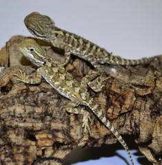 Baby Rankins Dragons