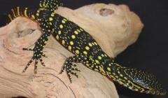 Baby Ornate Monitors