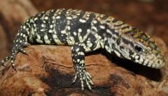 Medium Argentine Black & White Tegus w/minor nip tails