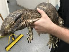 Large Black Throat Monitors