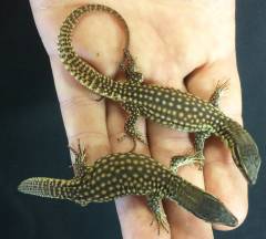 Baby Yellow Ackies Monitors