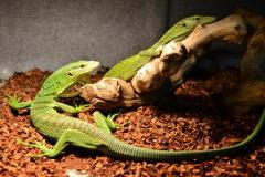 Biak Green Tree Monitors