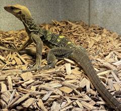 Solomon Island Spiny Neck Monitors