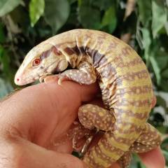 Baby Hurricane Albino Tegus