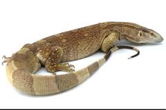 Sub Adult Male White Throat Monitors