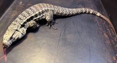 Male Blue Tegus