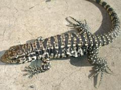 Baby Argentine Black & White Tegus w/minor nips