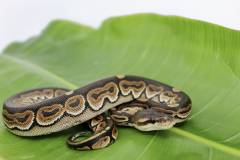 Baby Cinnamon Ball Pythons