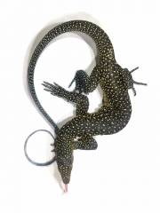 Blue Tailed Monitors