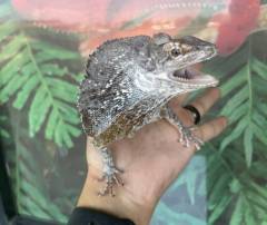 Sub Adult Frilled Dragons