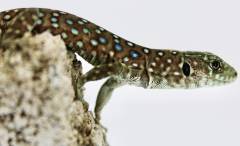 Baby Jeweled Lacertas