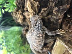 Baby Dispar Uromastyx