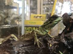 Baby Sailfin Dragons