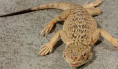 Small Toad Headed Agamas