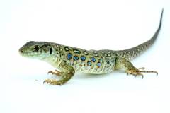 Small Jeweled Lacertas