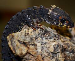 Red Eyed Crocodile Skinks w/nips, regrown tails