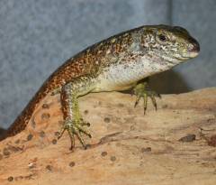 Madagascar Giant Plated Lizards