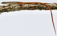 Baby Long Tailed Grass Lizards (Captive Bred)