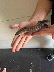 Giant Hispaniolan Galliwasp Lizards