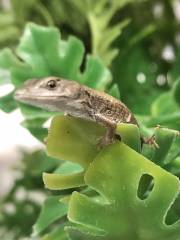 Baby Red Lipped Arboreal Alligator Lizards (Abronia lythrochilla)