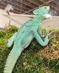 Sub Adult Male Green Basilisk