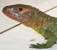 Adult Caiman Lizards