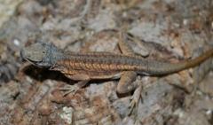 Madagascar Three Eyed Iguanas (madagascariensis)