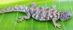 Baby Ornate Uromastyx