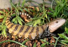 Baby Merauke Blue Tongue Skinks