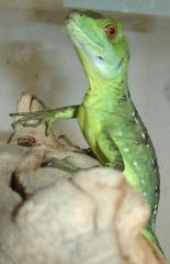 Small Green Basilisks