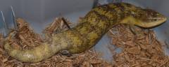Adult Tanimbar Blue Tongue Skinks