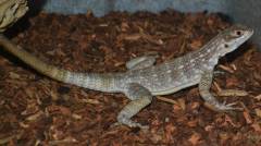 Madagascar Spotted Spiny Tailed Iguanas