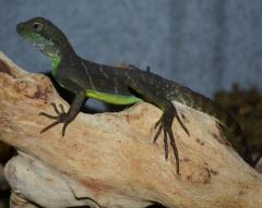 Medium Chinese Water Dragons