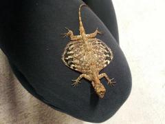 Draco Flying Lizards