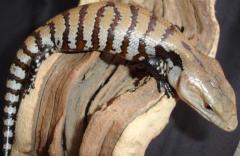 Baby Irian Jaya Blue Tongue Skinks