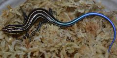 Five Lined Skinks