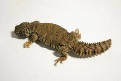 Small Mali Uromastyx