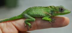 Baby Cuban Knight Anoles