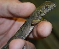 Small Spiny Tailed Iguanas (similis)