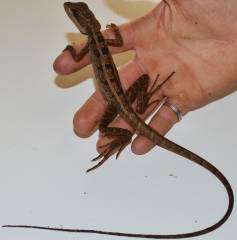 Small Brown Basilisks