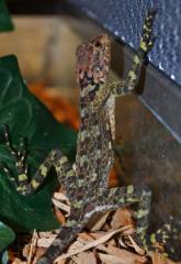Collared Tree Runner Lizards