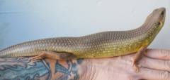 Major Skinks