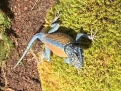 Northern Blue Mountain Lizards