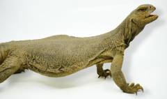 Adult Giant Saudi Arabian Uromastyx Microlepis 2