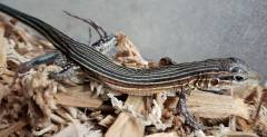 Rainbow Racerunner Lizards