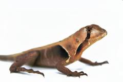 Peruvian Dead Leaf Lizards