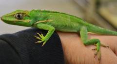 Small Cuban Knight Anoles