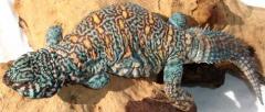 Adult Ornate Uromastyx