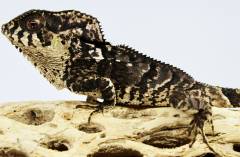 Smooth Helmeted Iguanas