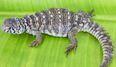 Baby Philbyi Uromastyx 1